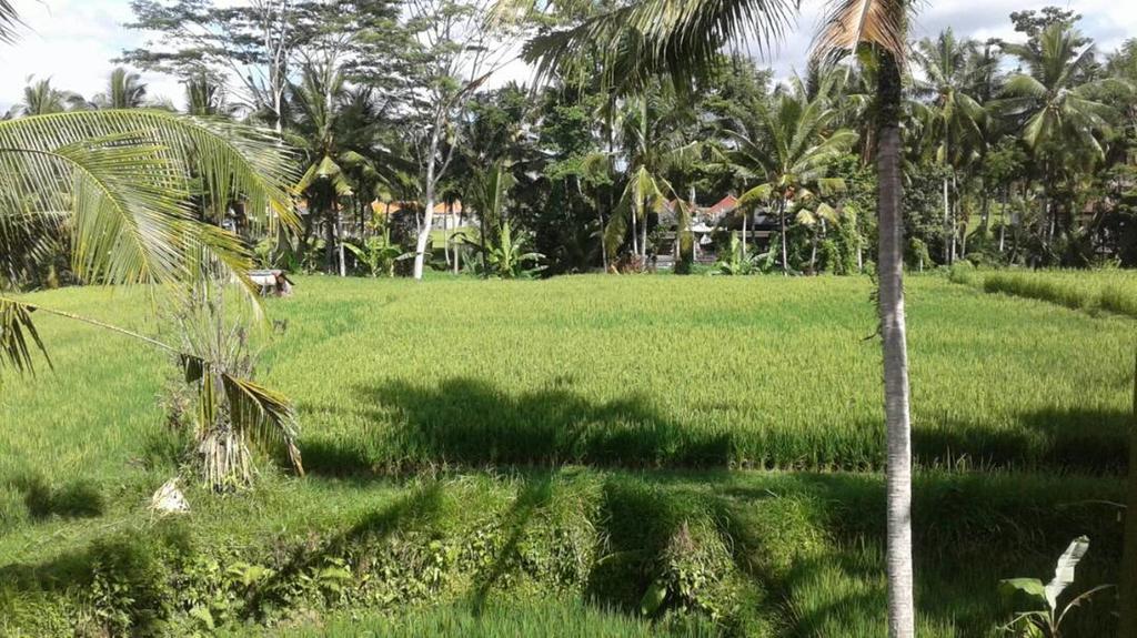 Kishi-Kishi Ubud Villas Eksteriør bilde